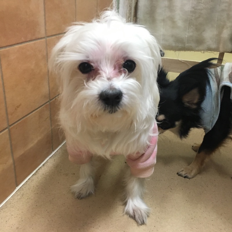 【今日の里帰りワンコ🐶夢花ちゃん💕、ブルーちゃん💕、モフ➡こう君💕】No2